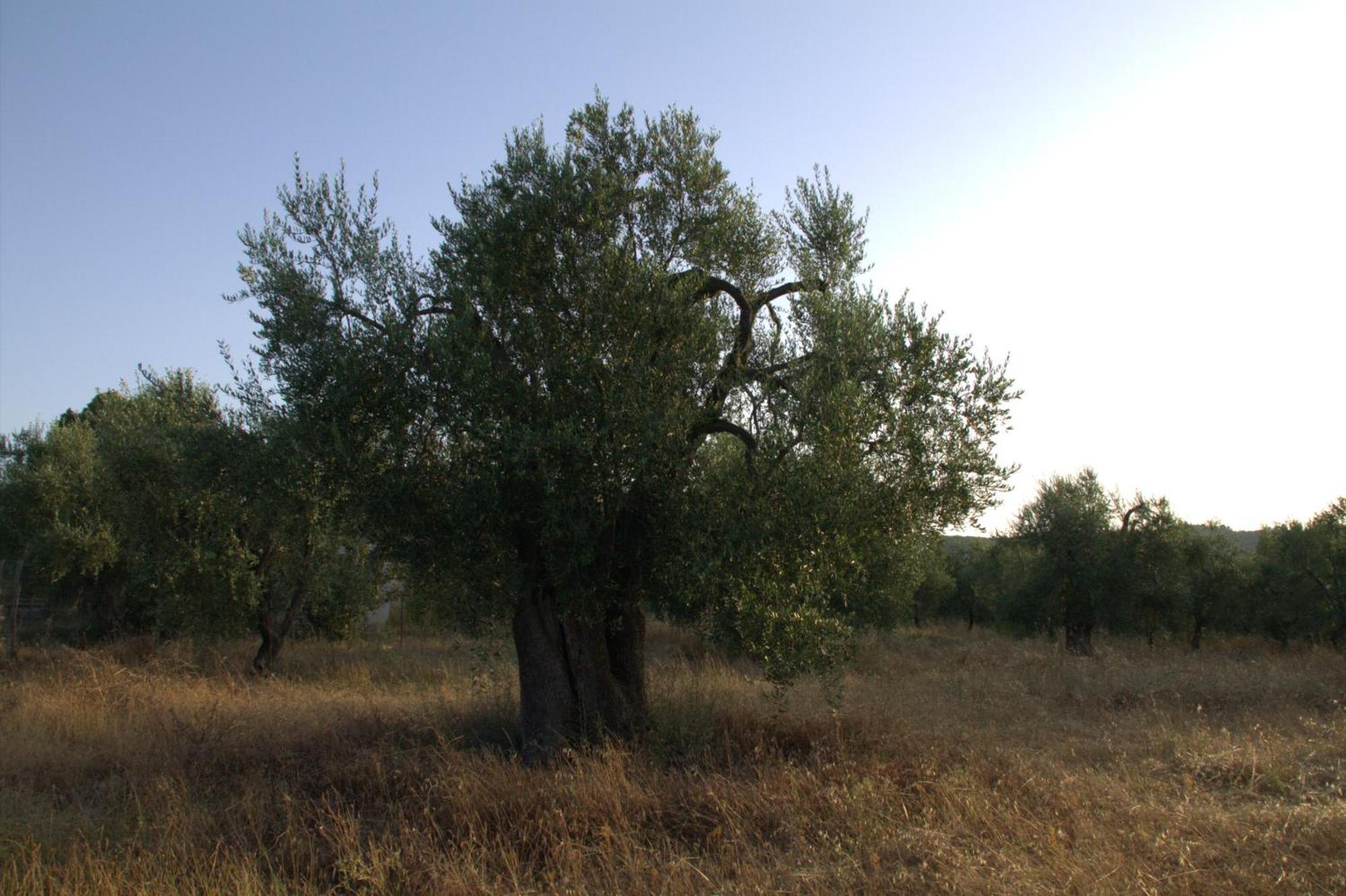 Borgo Rosoli Vieste Exteriér fotografie